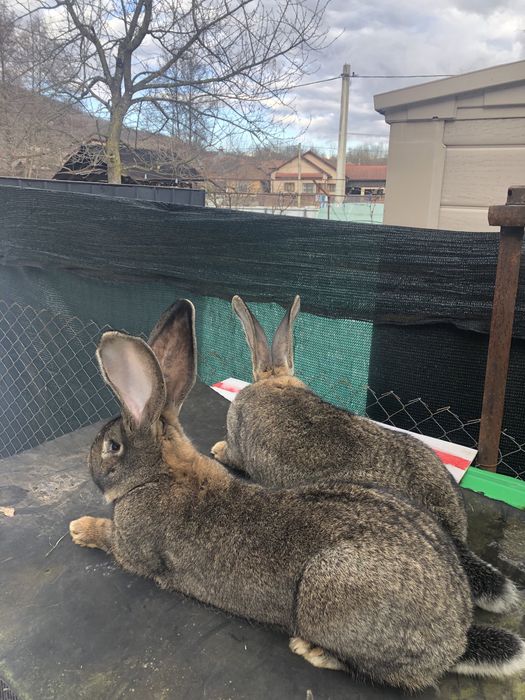 Vand iepuri  Urias German