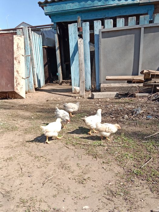 Продам цыплят около 2 месяцев