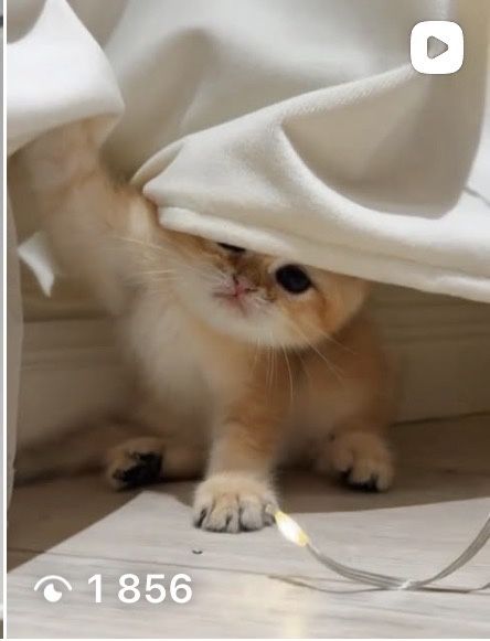 Котята шиншилята