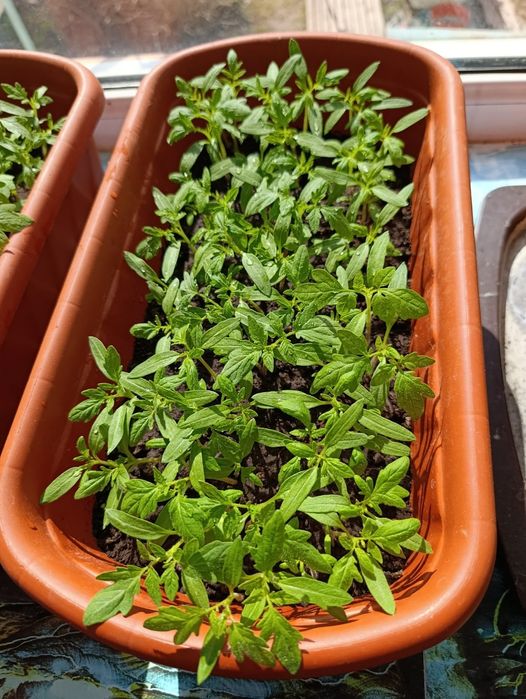 Продаётся рассада томатов