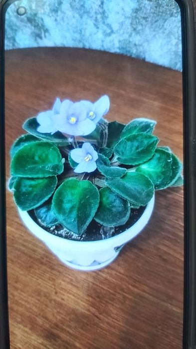 Домашние цветы 1000