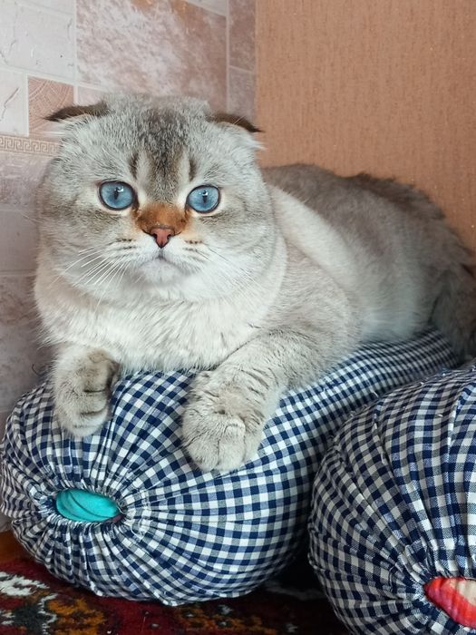 Ищем кошку для вязка