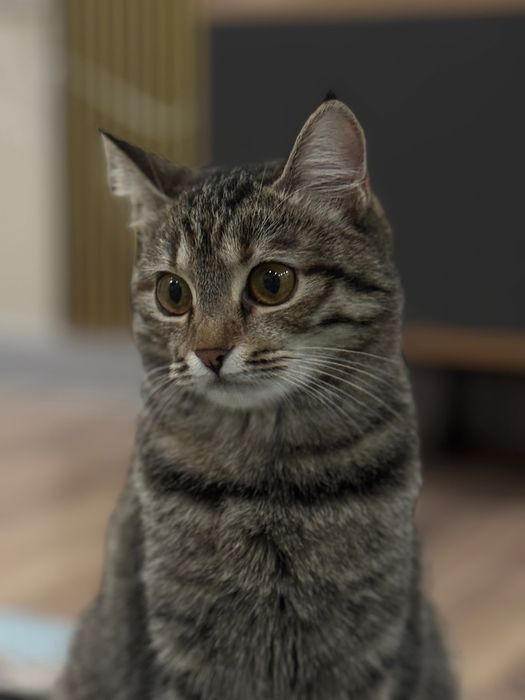 Кошку отдам даром