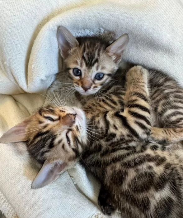 Бенгальские котята