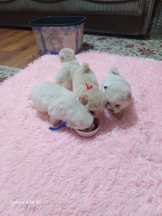 Vând bichoni  6 săptămâni