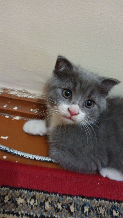 Породисти котёнок 2 месяцев скоттиш фолд чисто кровний