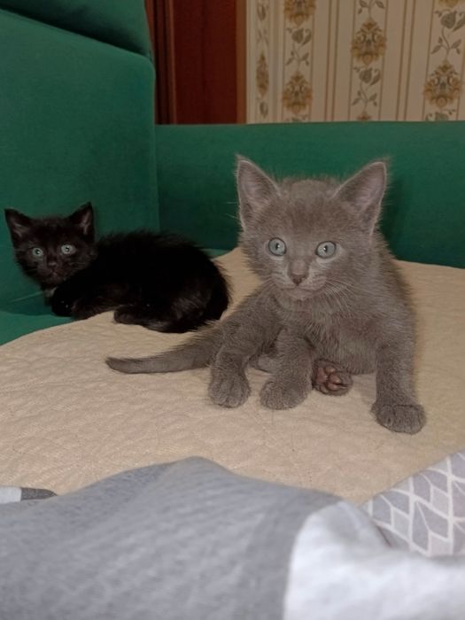 Отдам котят в добрые руки