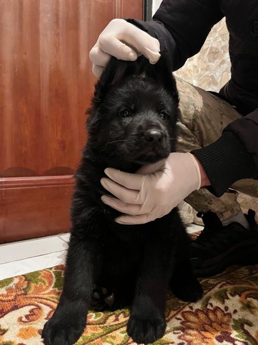 Щенки немецкой овчарки