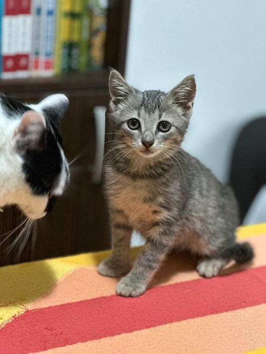 Adopție pui de pisica