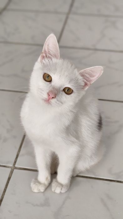 Котенок девочка в добрые руки