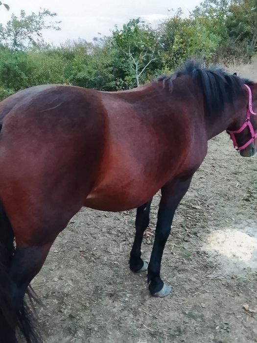 Vând mânză de 2ani foarte blândă