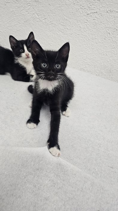 Малки сладки котенца