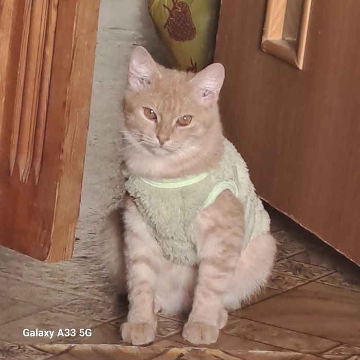 Хромтау, дам кота