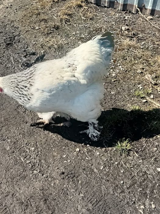 Продаются курицы породы Брама