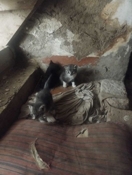 Отдам в добрые руки котята / Продаётся котята / Самарканд