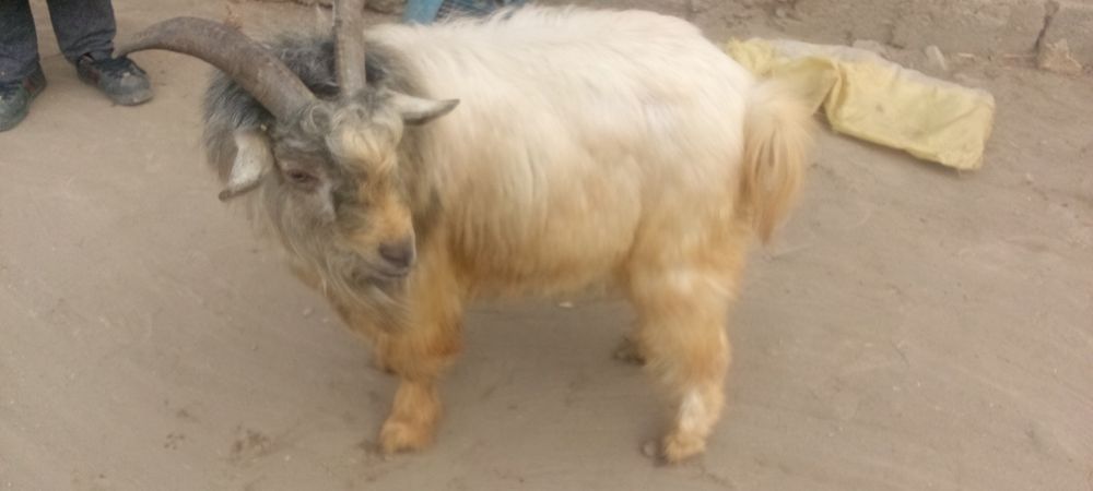 Sarka sotiladi boqilgan