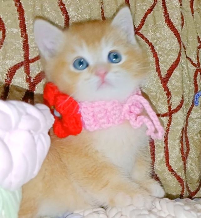 Роскошный Золотой Шиншила ny12 зеленоглазый мальчик