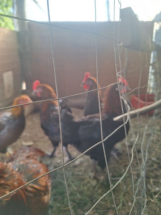 Cocosi  wyandotte  Marans  Araucana Crem legbar