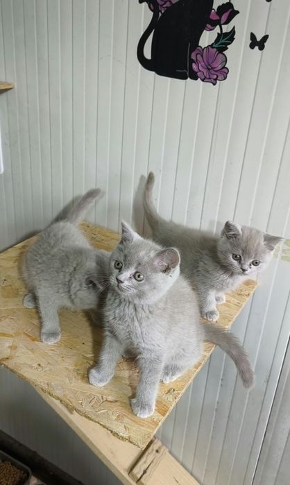 British Shorthair Blue