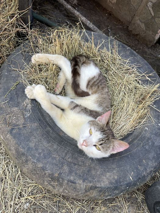 Ofer spre adoptie 4 pisicute si un motan