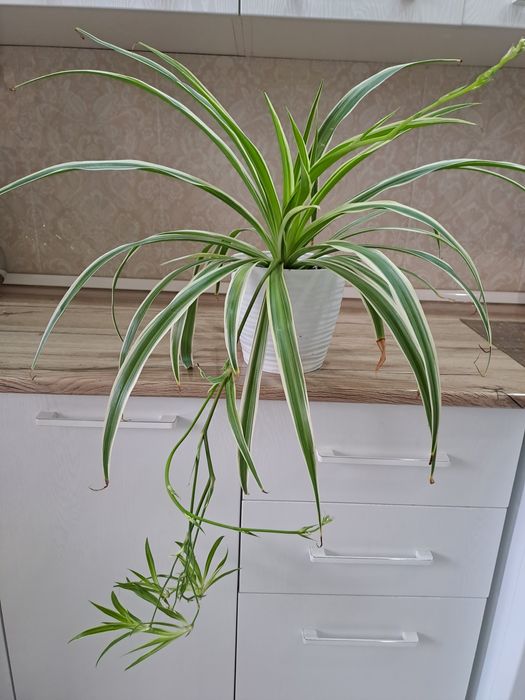 Красивые домашние цветы.