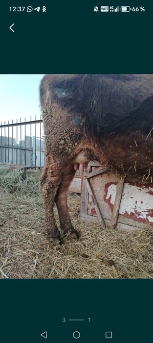 Продам корову срочно