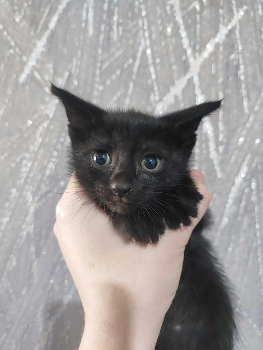 Котика отдам срочно