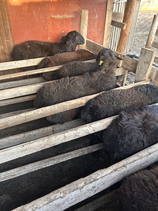 Семіз қошқарлар бар