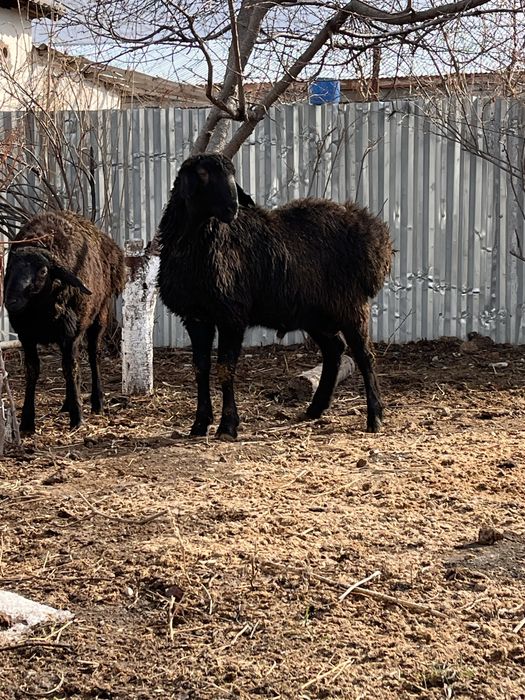 Тұқымдыққа қошқарлар сатылады