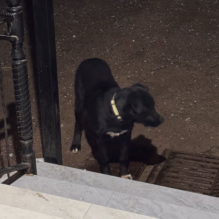 Отдам щенка лабрадора