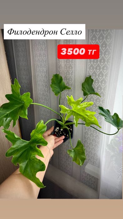 Комнатные цветы.