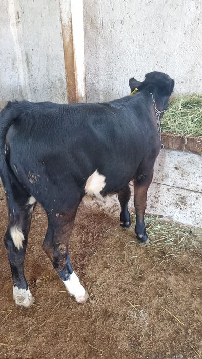 Vând tăuraș de 3 luni și vițică de 3 luni jumate