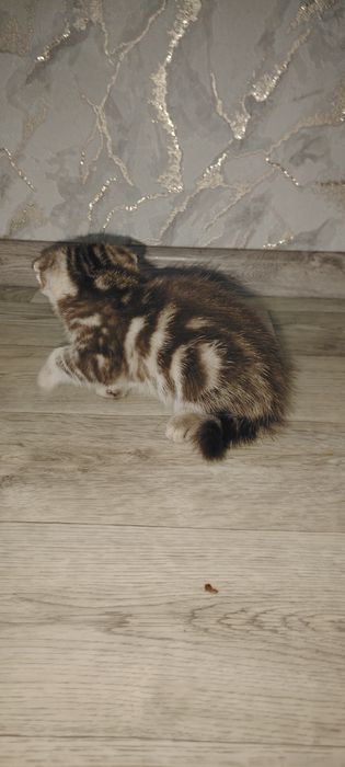 Котята страйт скоттиш