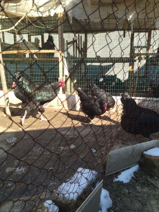 Qora shaxzoda tuxumlari