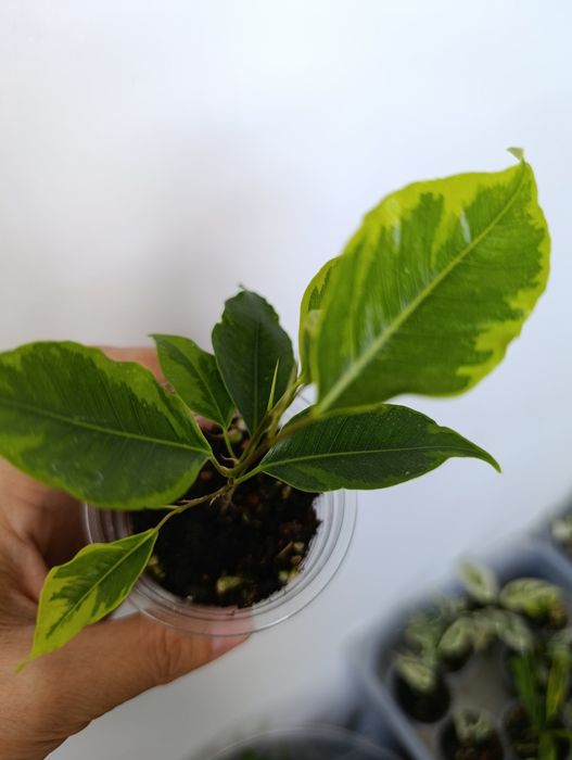 Продам сортовые фикусы