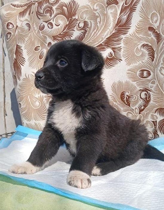 Красавицы девочки частично с лабрадором ищут дома