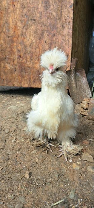 Vand oua paduana si matase