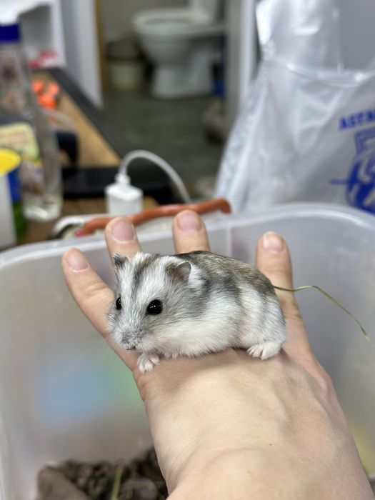 Джунгарский хомяк, джунгарик