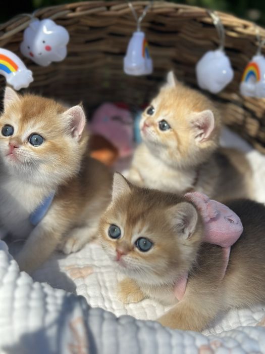 Котятa золoтыe шиншиллы для вас!