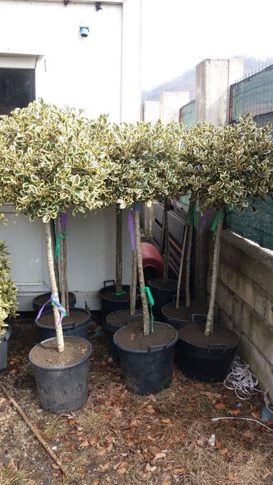 Vindem copacul ilex