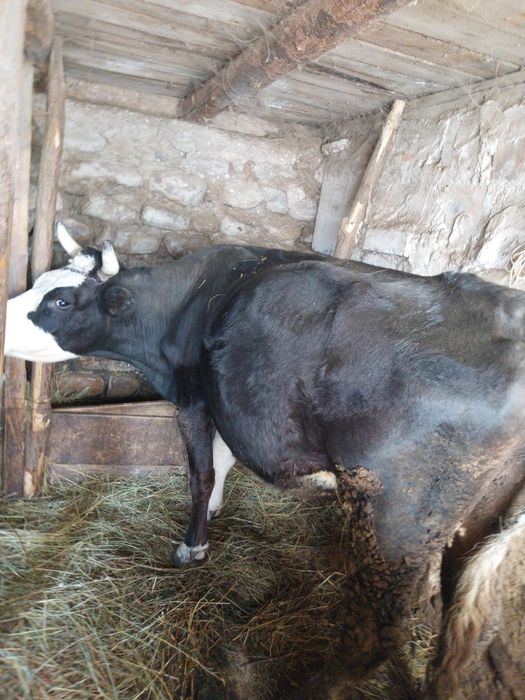 Vând vaca cu vitel  2 luni