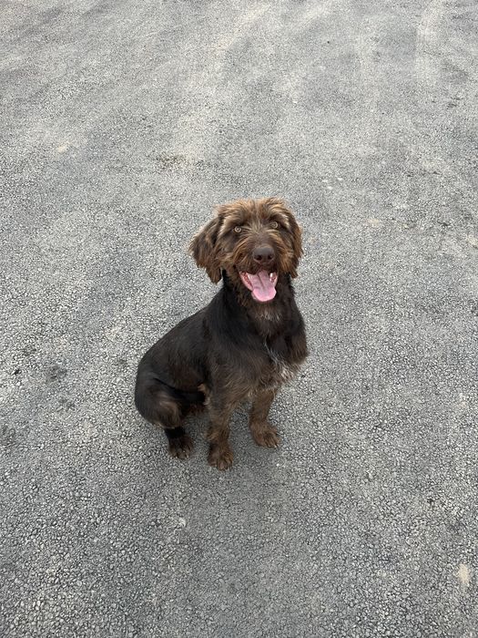 Продам дратхааров