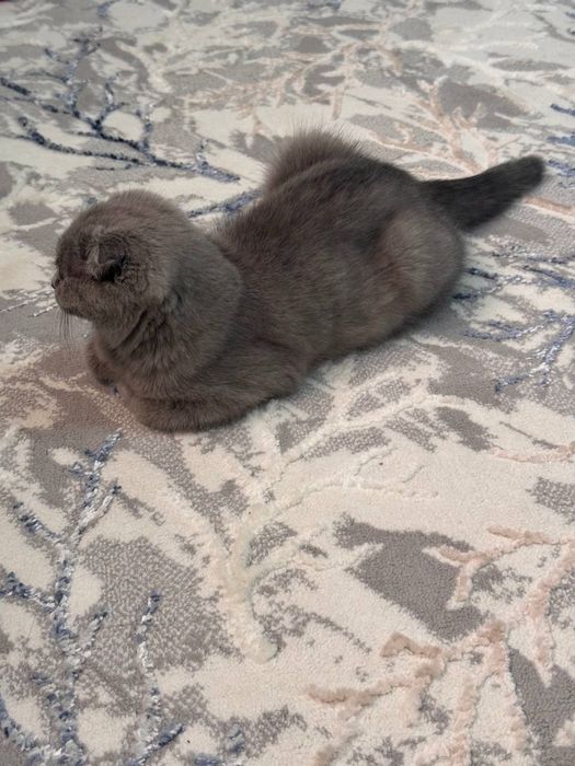 Мушук сотилади Скотиш фолд