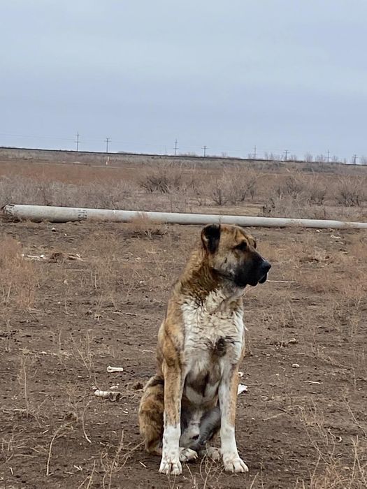 Тобет кушиктер бар