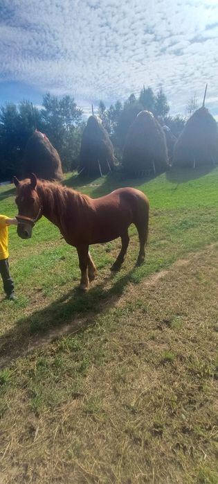 Vând cal de 6 ani mai multe detalii la telefon