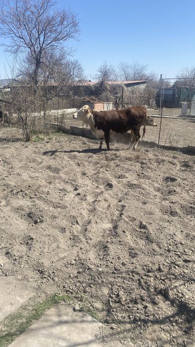 Продам молодую телку!! Очень хорошо подойдет для племя !