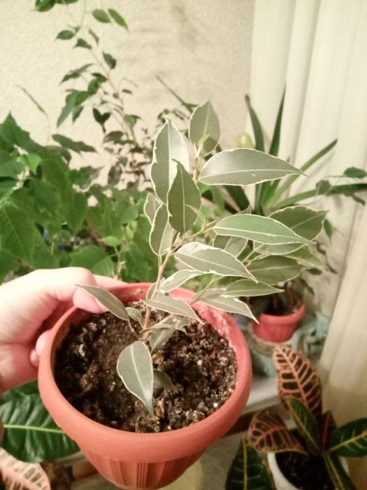 Фикус Бенджамина