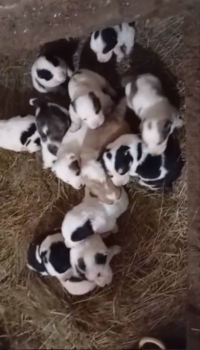 Продам щенков алабая тобета