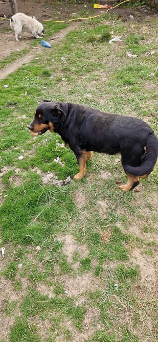 Donez/ Dau spre adopție 3 câini