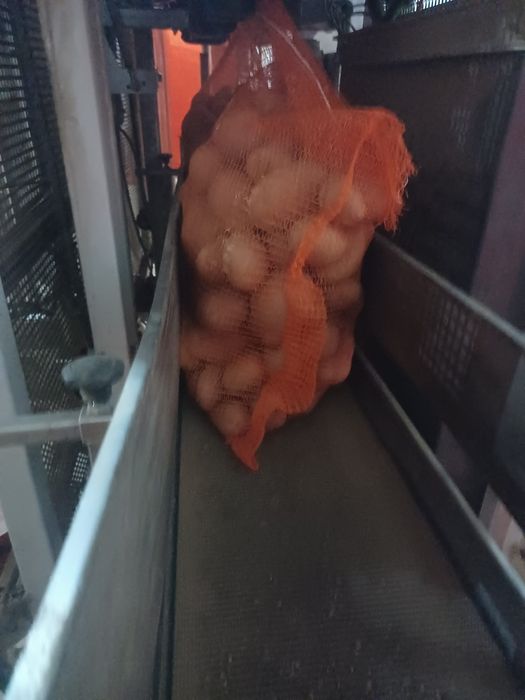 Cartofi 55+ de nisip 25kg egalizat